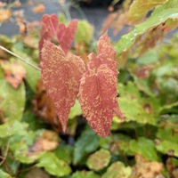 Epimedium  'Amber Queen'